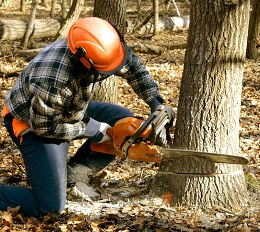 Tree Removal in Port Jefferson, OH